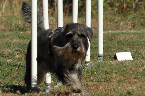 Dog agility link