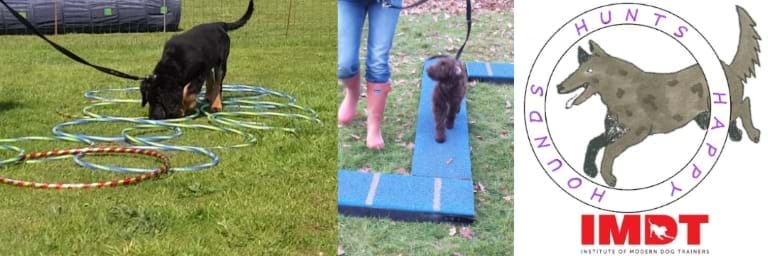 We use modern dog training methods